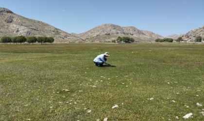 Gazipaşanın yaylalarında çekirge sürvey çalışması yapıldı