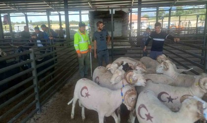 Gedizde kurbanlık satışları başladı