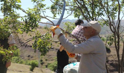 Gençte menengiç ağaçlarına aşılama yapıldı