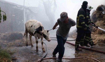 Hayvanları kurtarmak için canı pahasına alevlerin ortasına girdi