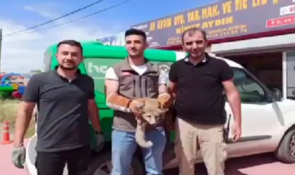 Iğdırda bakıma muhtaç halde bulunan tilki doğal ortamına bırakıldı