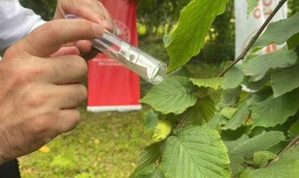 Kahverengi kokarca ile mücadele için doğaya samuray arıcıkları salındı