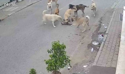 Kan donduran görüntü: 8 köpeğin kediyi telef ettiği anlar kamerada