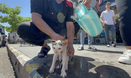 Kaputa sıkışan yavru kedi kurtarıldıktan sonra yıkatılıp süt ikram edildi