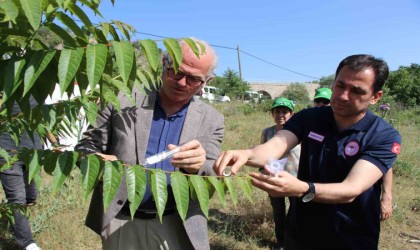 Karadenizi kahverengi kokarcadan samuray arılar koruyacak