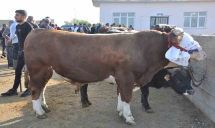 Karsta kurban satışları başladı