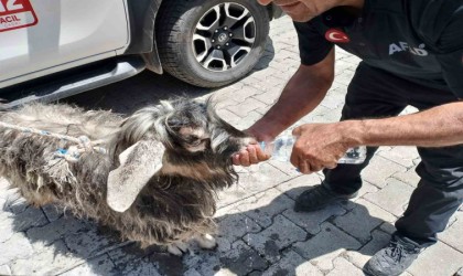 Kayalıklarda mahsur kalan kurbanlık keçiyi AFAD ekipleri kurtardı