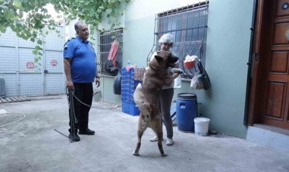 Kedi ve köpekleri için bahçeli ev kiraladılar: Hepsinin ayrı odası var