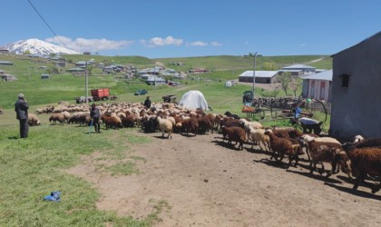 Koyunların kuzularla buluşması görsel şölen sunuyor