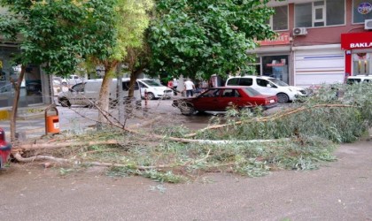 Mardinde şiddetli rüzgardan ağaç dalları kırılarak yola devrildi