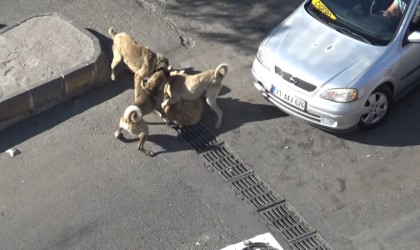 Şanlıurfada başıboş köpeklerin kavgasını vatandaşlar ayırdı