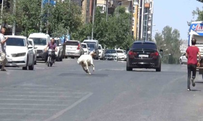 Şanlıurfada kaçan kurbanlık koç zor anlar yaşattı