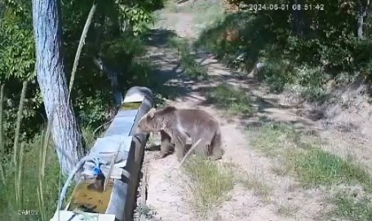 Sıcaktan bunalan yavru ayılar, su oluğuna girerek serinledi