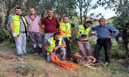 Siirtte kuyuya düşen çoban köpeği, ERKUT ekipleri tarafından kurtarıldı