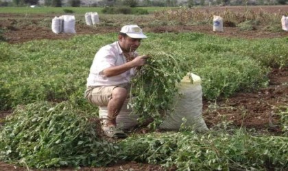 Tarla sulamaya giden çiftçinin cesedi bulundu