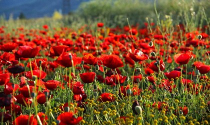 Tarlalarda açan gelincikler görsel şölen oluşturdu