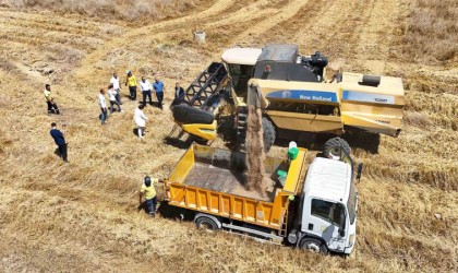 Tarsusta yerli tohum buğday hasadı yapıldı