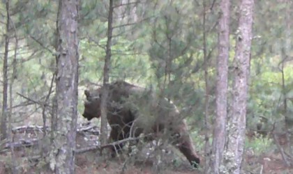 Tavşanlı ormanlarında vaşak ve yaban hayvanları görüntülendi