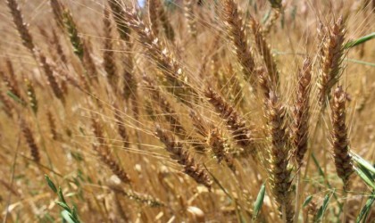 Tokatta yerli ve milli buğday tohumu Tanerin ekimi gerçekleştirildi