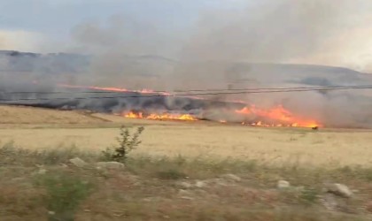 Tuncelide yıldırım ekili alana isabet etti, yüzlerce dönüm buğday kül oldu