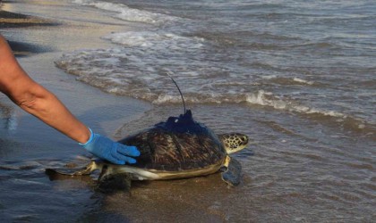 Uydu vericisi takılan yeşil deniz kaplumbağaları denize bırakıldı