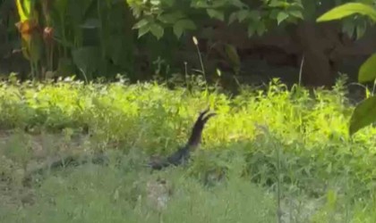 Yılanların çiftleşme dansı kamerada