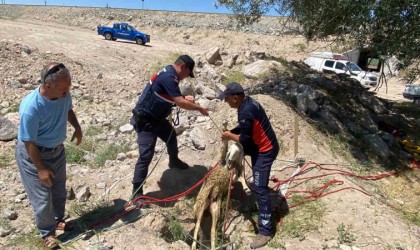 Yolcunun çay molası kuyuya düşen koyunu kurtardı