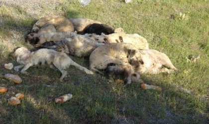 Yozgatta 20nin üzerinde sokak köpeği ölü bulundu