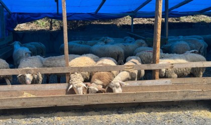 Zonguldakta kurban bayramına sayılı günler kala kurbanlık pazarında hareketlilik başladı