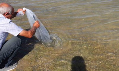 864 bin yavru sazan Sivasta göllere bırakıldı