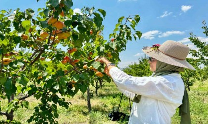 Ağrının volkanik topraklarında 6 ton kayısı hasadı yapıldı