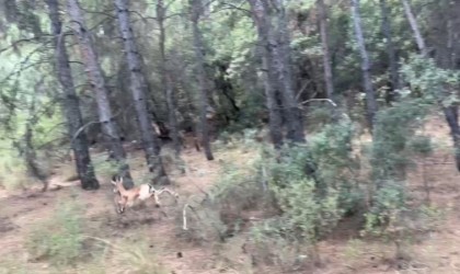 Antalyada yaralı halde şehirde dolaşan yavru yaban keçisi yakalandı