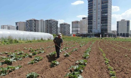 Apartmanlar arasında tarım