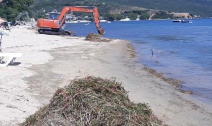 Balıkesir Valiliği deniz çayırlarının sökülmesi olayı ile ilgili soruşturma başlattı