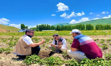 Bayburtta patates ekili alanlarda hastalık ve zararlı kontrolleri yapıldı