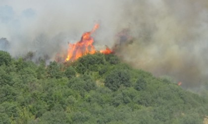 Bayramiçteki orman yangını kısmen kontrol altına alındı