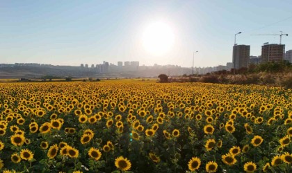Betonlaşan İstanbulda eşsiz ayçiçek tarlaları