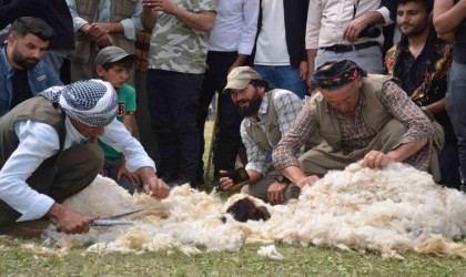 Beytüşşebapta besiciler Kuzu Kırkma Festivalinde birincilik için mücadele etti