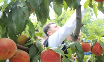 Bilecikte hasat mesaisine başlayan şeftali üreticisinin yüzü gülüyor