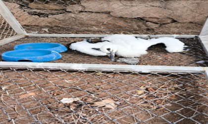 Bingölde yaralı bulunan yavru leylek tedavi altına alındı