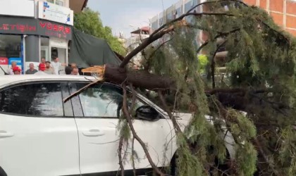 Burdurda fırtınada kırılan ağaç aracın üzerine devrildi