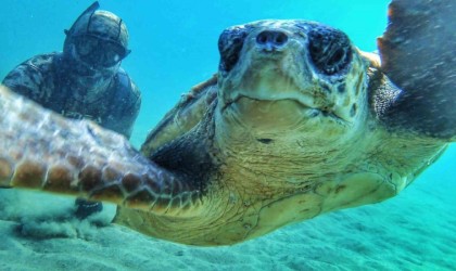 Çanakale Boğazında caretta caretta ile selfie