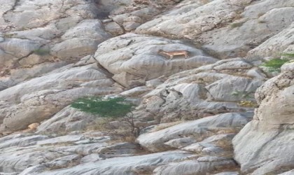 Dağ keçileri Sincik Boğazında görüntülendi