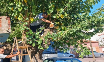 Daha yeşil bir Şehzadeler için ekiplerden yoğun mesai