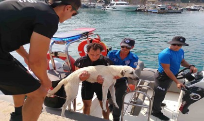 Deniz polisinden yürekleri ısıtan sokak köpeği kurtarma görevi