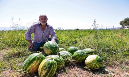 Denizlide üreticinin elinde kalan karpuzları büyükşehir aldı