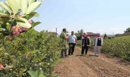 Düzcede üretimi her geçen yıl artıyor