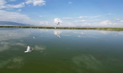 Eber Gölünde su seviyesinin azalması kuş türlerini olumsuz etkiledi