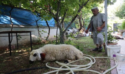 Elazığda sokak köpekleri dehşeti: Koyun ve tavukları telef ettiler, 3 koyunu yaraladılar