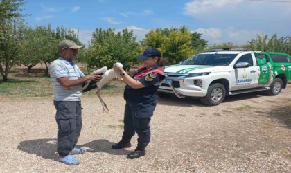 Elazığda yaralı leylek, koruma altına alındı